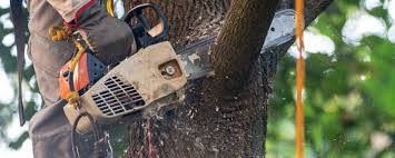 Best Tree and Shrub Care  in Weston, FL