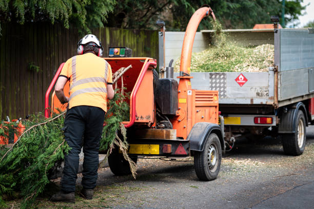 Best Tree Maintenance Programs  in Weston, FL