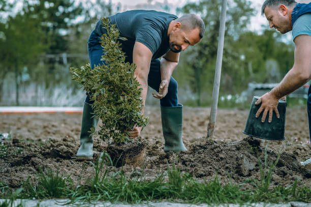 Best Root Management and Removal  in Weston, FL